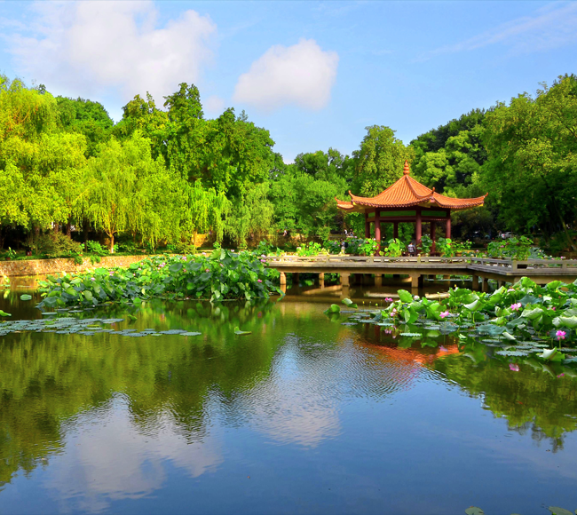 Lotus Pond